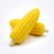 Corn on the Cob Squishy Fidget Toy | HONEYPIEKIDS