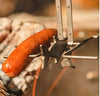 Fire Marshmallow & Hot Dog Roasting Fishing Pole | HONEYPIEKIDS | Kids Boutique Clothing